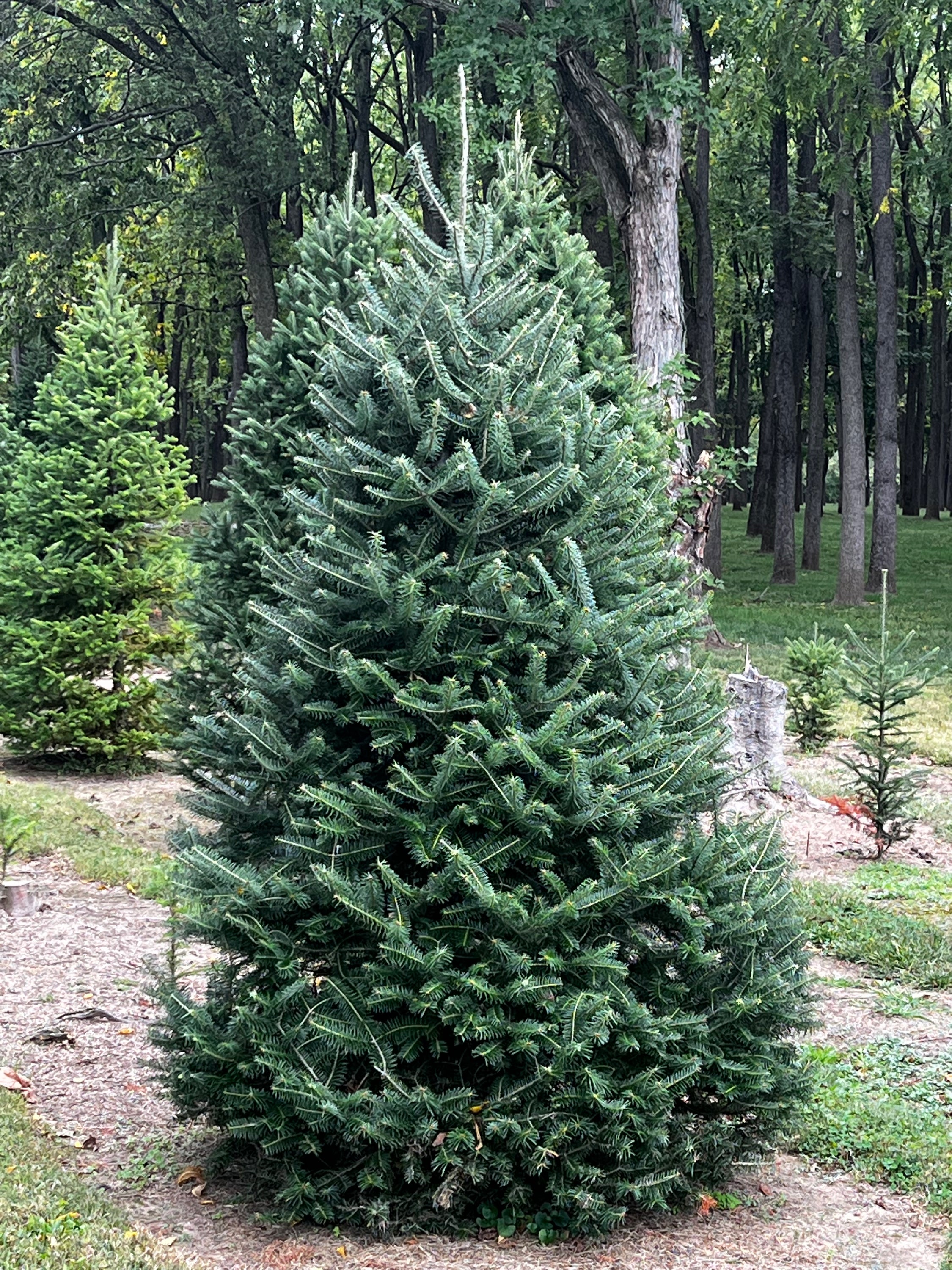 Canaan Fir (10 feet and up)