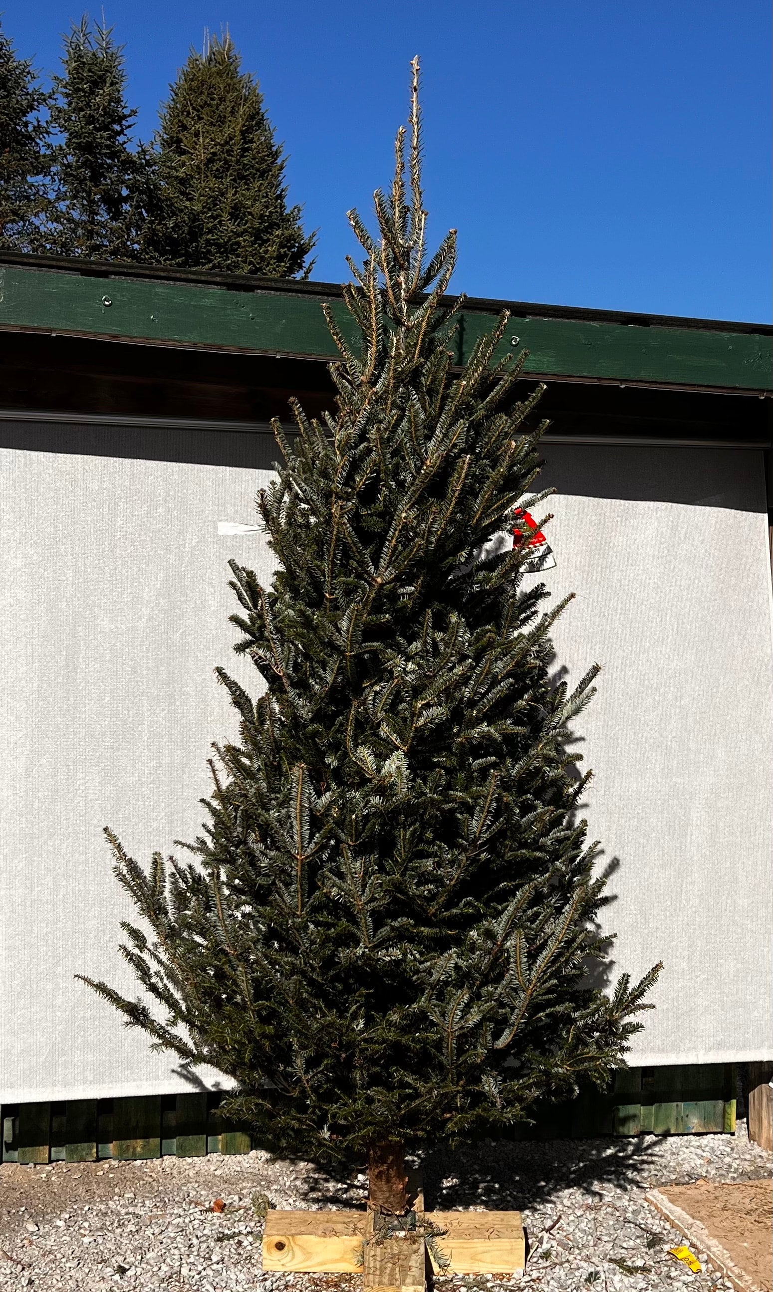 Fraser Fir 81 Greene Acres Christmas Tree Farm