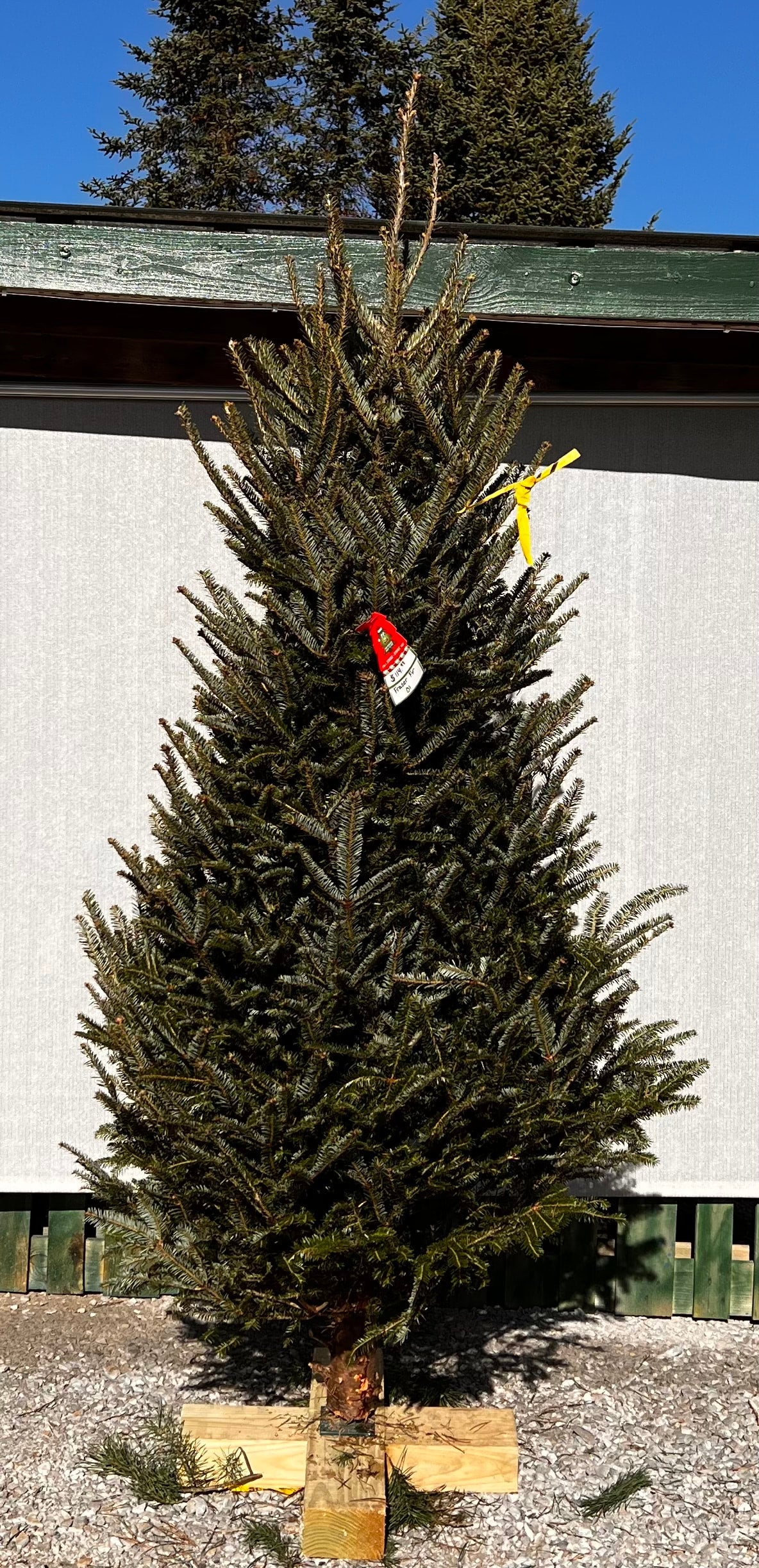 Fraser Fir 01 Greene Acres Christmas Tree Farm